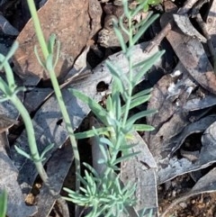 Linaria arvensis at Burra, NSW - 22 Oct 2020 10:58 AM