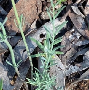 Linaria arvensis at Burra, NSW - 22 Oct 2020 10:58 AM