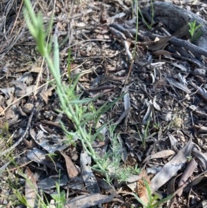 Linaria arvensis at Burra, NSW - 22 Oct 2020