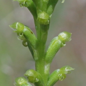 Microtis parviflora at O'Connor, ACT - 23 Oct 2020