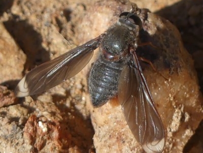 Comptosia stria (A bee fly) at Wodonga - 21 Oct 2020 by LizetteSalmon