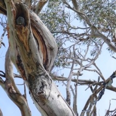 Callocephalon fimbriatum (Gang-gang Cockatoo) at Hughes, ACT - 23 Oct 2020 by JackyF