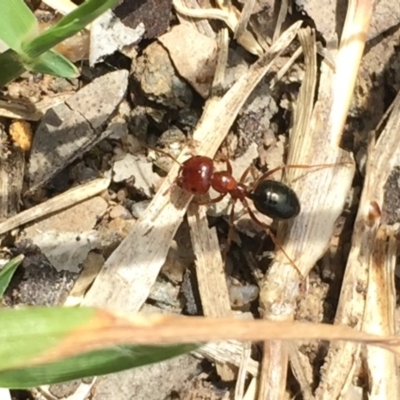 Melophorus rufoniger (Red and Black Furnace Ant) at Aranda, ACT - 23 Oct 2020 by Jubeyjubes