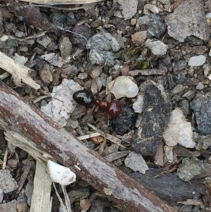 Melophorus rufoniger at Aranda, ACT - 23 Oct 2020