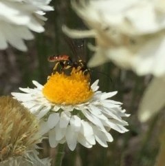 Labium sp. (genus) (An Ichneumon wasp) at Aranda, ACT - 23 Oct 2020 by Jubeyjubes