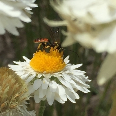 Ichneumonidae (family) (Unidentified ichneumon wasp) at Aranda, ACT - 23 Oct 2020 by Jubeyjubes