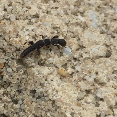 Metoligotoma sp. (genus) (Webspinner) at Aranda, ACT - 22 Oct 2020 by Jubeyjubes