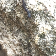 Metoligotoma sp. (genus) at Aranda, ACT - 22 Oct 2020