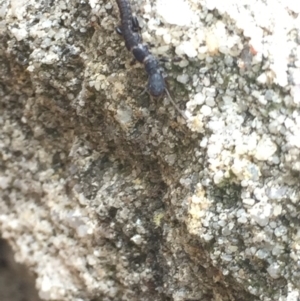 Metoligotoma sp. (genus) at Aranda, ACT - 22 Oct 2020