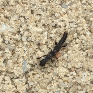 Metoligotoma sp. (genus) at Aranda, ACT - 22 Oct 2020