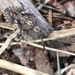 Alcaeus varicornis at Aranda, ACT - 22 Oct 2020