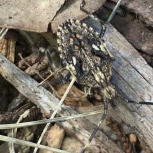 Alcaeus varicornis at Aranda, ACT - 22 Oct 2020