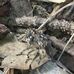 Alcaeus varicornis at Aranda, ACT - 22 Oct 2020