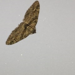 Phrissogonus laticostata (Apple looper moth) at Aranda, ACT - 19 Oct 2020 by Jubeyjubes