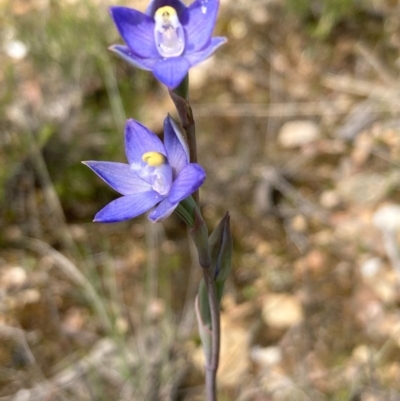Thelymitra sp. (pauciflora complex) (Sun Orchid) at Burra, NSW - 22 Oct 2020 by Safarigirl