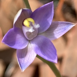 Thelymitra sp. (pauciflora complex) at Burra, NSW - suppressed