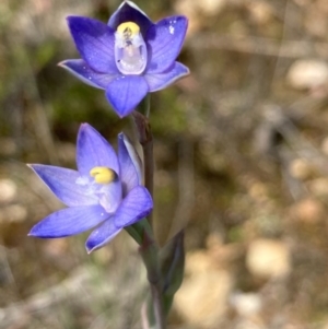 Thelymitra sp. (pauciflora complex) at Burra, NSW - suppressed