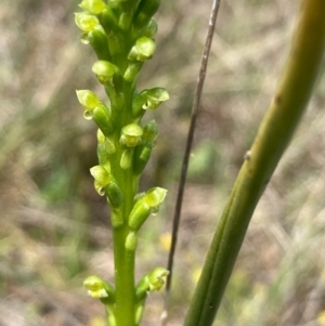 Microtis parviflora at Burra, NSW - suppressed