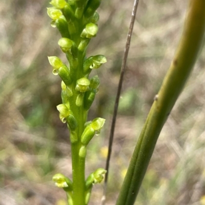 Microtis parviflora (Slender Onion Orchid) at Burra, NSW - 22 Oct 2020 by Safarigirl