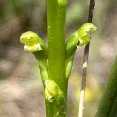 Microtis parviflora at Burra, NSW - suppressed