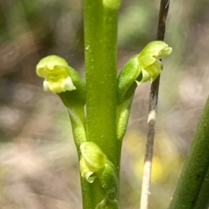 Microtis parviflora at Burra, NSW - suppressed