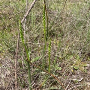 Microtis parviflora at Burra, NSW - suppressed