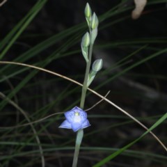 Thelymitra simulata (Graceful Sun-orchid) at Acton, ACT - 22 Oct 2020 by jb2602