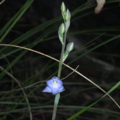 Thelymitra simulata (Graceful Sun-orchid) at Point 5154 - 22 Oct 2020 by jb2602