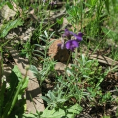 Swainsona sericea at Red Hill, ACT - 22 Oct 2020