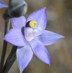 Thelymitra sp. (pauciflora complex) (Sun Orchid) at O'Connor, ACT - 23 Oct 2020 by ConBoekel