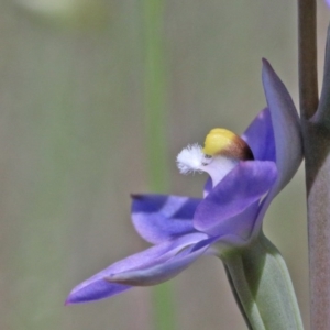 Thelymitra sp. (pauciflora complex) at O'Connor, ACT - suppressed