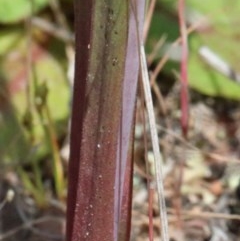 Thelymitra sp. (pauciflora complex) at O'Connor, ACT - 23 Oct 2020