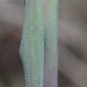 Thelymitra sp. (pauciflora complex) at O'Connor, ACT - suppressed