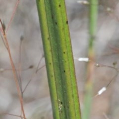 Thelymitra sp. (pauciflora complex) at O'Connor, ACT - suppressed