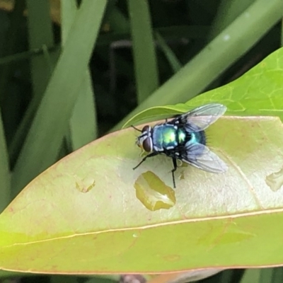 Unidentified True fly (Diptera) at Berry, NSW - 23 Oct 2020 by Username279