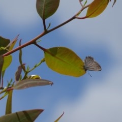 Acrodipsas myrmecophila (Small Ant-blue Butterfly) by Mike