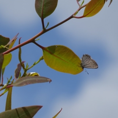 Acrodipsas myrmecophila (Small Ant-blue Butterfly) at Symonston, ACT - 23 Oct 2020 by Mike