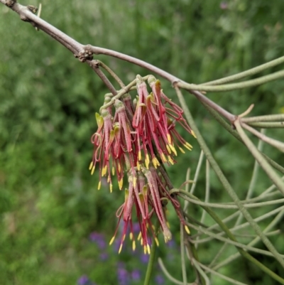 Amyema cambagei (Sheoak Mistletoe) at Wallaroo, NSW - 20 Oct 2020 by mainsprite