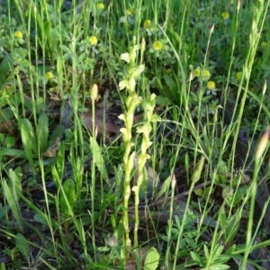 Hymenochilus cycnocephalus at Isaacs Ridge - 22 Oct 2020