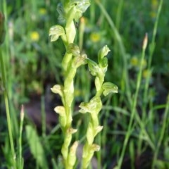 Hymenochilus cycnocephalus at Isaacs Ridge - 22 Oct 2020