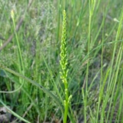 Microtis parviflora (Slender Onion Orchid) at Isaacs Ridge - 22 Oct 2020 by Mike