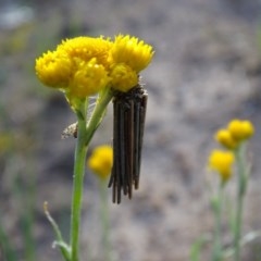 Clania lewinii (Lewin's case moth) at Jerrabomberra, ACT - 22 Oct 2020 by Mike