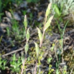 Thelymitra (genus) (sun orchids) at Jerrabomberra, ACT - 22 Oct 2020 by Mike