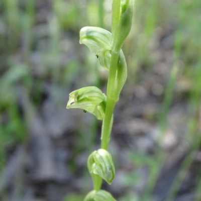 Hymenochilus cycnocephalus (Swan greenhood) at Isaacs Ridge - 22 Oct 2020 by Mike