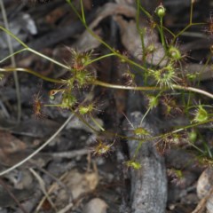 Drosera auriculata (Tall Sundew) at Downer, ACT - 22 Oct 2020 by jbromilow50