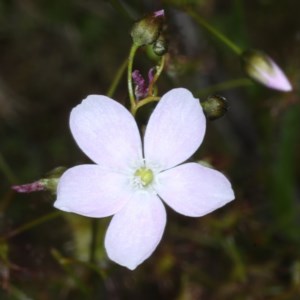 Drosera auriculata at Downer, ACT - 22 Oct 2020