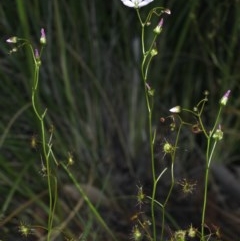 Drosera auriculata at Downer, ACT - 22 Oct 2020 12:32 PM