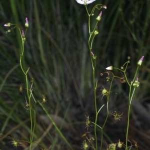 Drosera auriculata at Downer, ACT - 22 Oct 2020