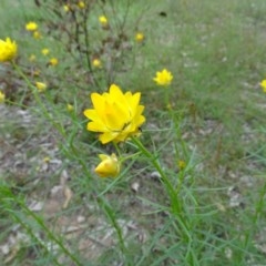 Xerochrysum viscosum (Sticky Everlasting) at O'Malley, ACT - 21 Oct 2020 by Mike