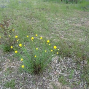 Xerochrysum viscosum at O'Malley, ACT - 21 Oct 2020